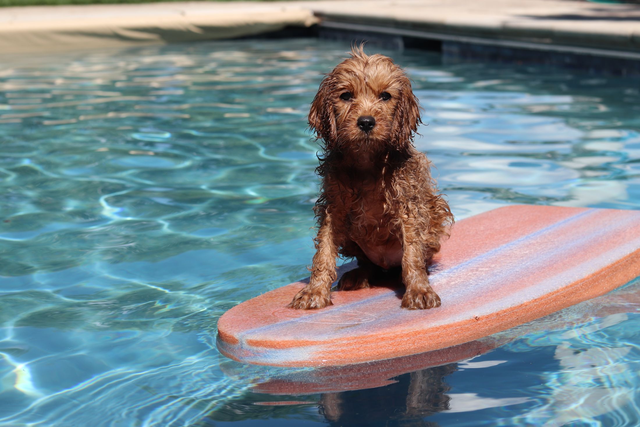 Can dogs swim in pools