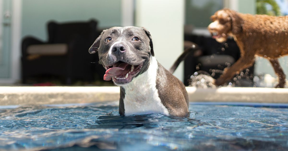 Dog pool safety tips