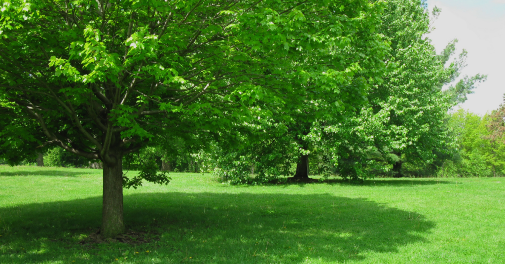 natural shade from trees to keep cool in backyard